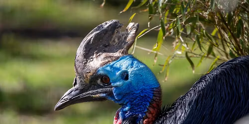 Wild Discovery Day: Bird weekend