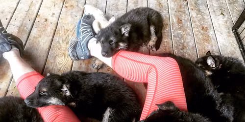 Puppy Yoga with GSD Puppies