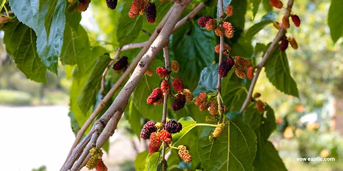 Free Mini-Workshop: What to Plant in June