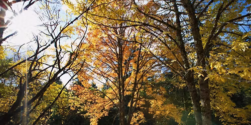 Forest Bathing