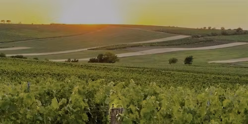 Sail Cargo, Vinho Verde wine tasting