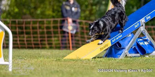 Salt \u00b4n\u00b4 speed summer run \u2600\ufe0f\ud83d\ude80 Agilityt\u00e4vling Klass 1 - Varbergs BK