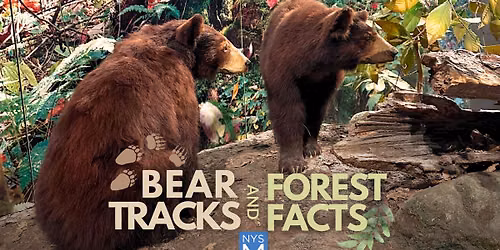 Bear Tracks & Forest Facts: Celebrating National Black Bear Day