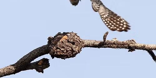 Birds @ Work on the Farm: Nature's Pest Control Company