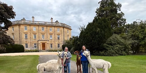 Walk with Alpacas