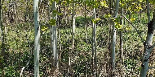 Earth Day Walk - Wednesday April 22nd