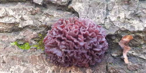 Fungi Group & Mill Meadows Society