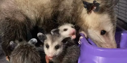 WRGSC BASIC OPOSSUM REHAB CLASS