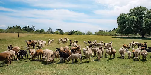 Deck the Farm with a Pizza Dinner