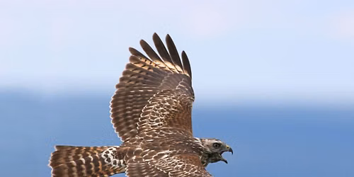 Bernardsville Hawkwatch