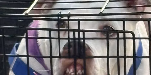 Final Public adoption event!!!