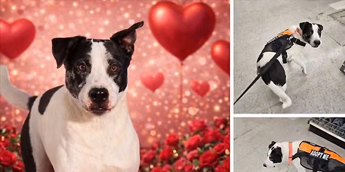 Final Public adoption event!!!