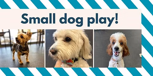 Small Day Play! @ Dogs of Tucson