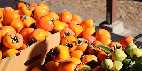 Crop Swap at Lopez Urban Farm