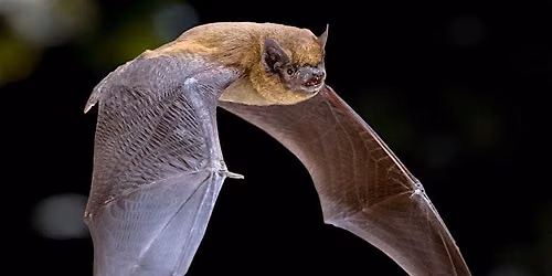 Guided Bat Walk