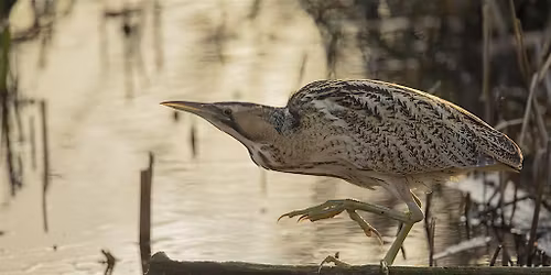 Guided Birdwatching Walk: WWT London Wetland Centre