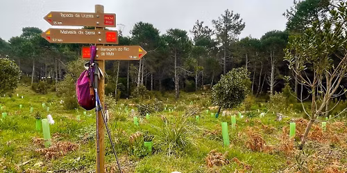 Celebração do Dia da Árvore: Plantação de Árvores e Caminhada com Meditação | Sintra