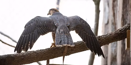 Raptor Habitat Grand Opening 