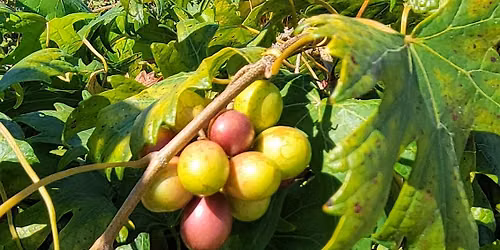 Grape Jelly and Juice making workshop