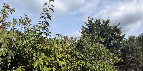 Berries, Birds & Beyond: Exploring Saskatoon Berry & Red-Osier Dogwood