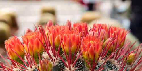 Open dag en Kom in de Kas