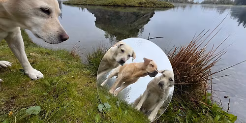 Trainerworkshop f\u00fcr Newbees zum Thema "Leinenaggression"Urlaub und lernen in entsptannter Atmosp\u00e4hre