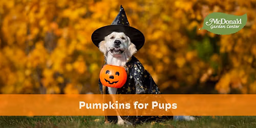 Pumpkins for Pups