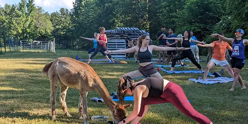 Yoga with Alpacas