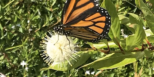 The Elling Eide Center Team-Challenge Bioblitz