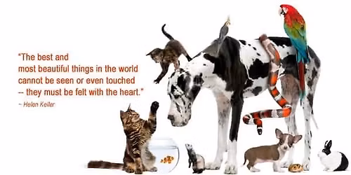 \u0394\u03b9\u03b1 \u03b6\u03ce\u03c3\u03b7\u03c2 \u03ba\u03b1\u03b9 Online Workshop: \u0395\u03bd\u03ad\u03c1\u03b3\u03b5\u03b9\u03b1\u03ba\u03b7\u03c2 \u03b8\u03b5\u03c1\u03b1\u03c0\u03b5\u03af\u03b1\u03c2 \u03b3\u03b9\u03b1 \u03b6\u03ce\u03b1.