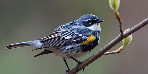 Bird Outing: Black Birders Week at Upton Hill Regional Park