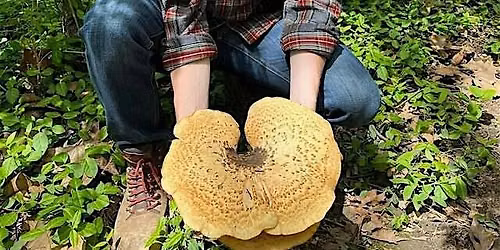 Foraging and Herbalism Class at Holliday Park