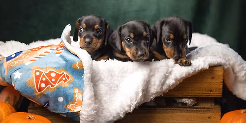 Pop-Up Puppy Yoga with Dachshunds at the Loft 214 Venue 