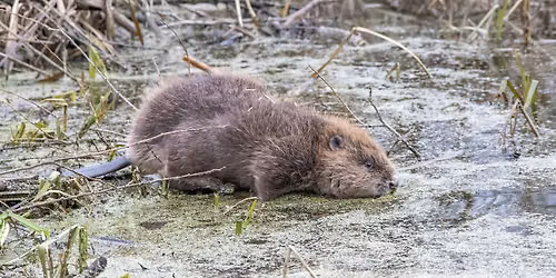 Nene Wetlands-'Behind the Scenes' Beaver Tours Members only.