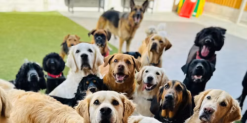 The Dawg House Christmas fair \ud83c\udf85\ud83c\udf84