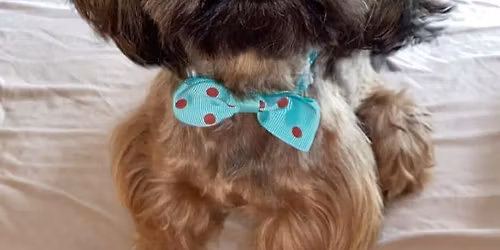 Four legs Fur body\u2019s with human hearts