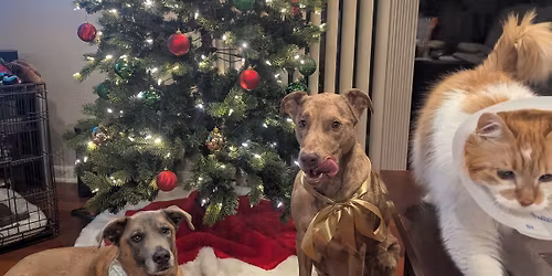 Sit, Stay, Sleigh: Holiday Manners for Dogs
