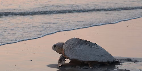 Turtle Watch