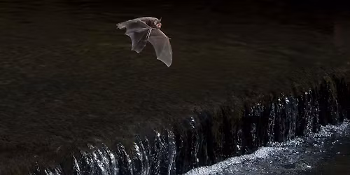 Bat Walk at Astonbury Wood