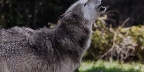 2nd Annual Howls and Hops Fundraiser for Wolf Hollow