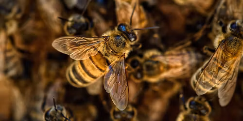 OWLS Program "Honeybees & Beekeeping"