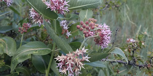 Aurora Native Plant Seed Swap