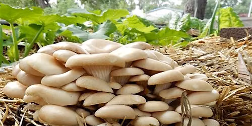 Mushroom Growing Workshop