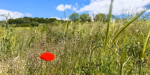 Wild Woodbury Community Open Day