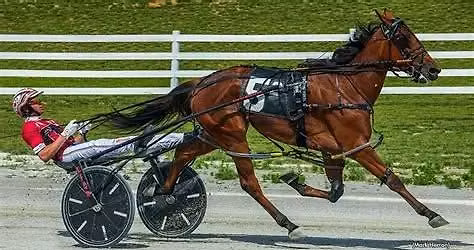 New York Sire Stakes