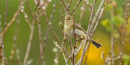Wonderful World of Warblers- a dawn chorus guided walk