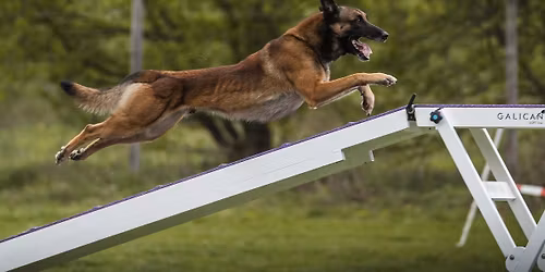 Treningowe Zawody Agility o Puchar Belteam 