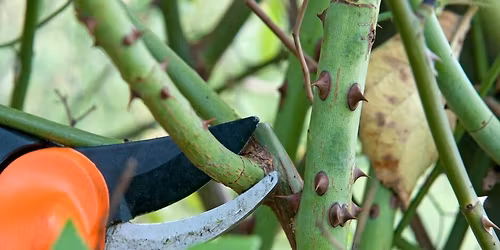Rose Pruning Workshop