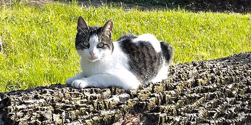 NE Ohio Community Cat Summit