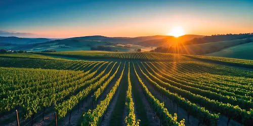 Bulgarian and Georgian Wine Tasting